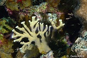 Millepora-alcicornis Corail de feu-Bonaire Keepsake-13m-20180221-Denis-ADER-DSC_7208_tn